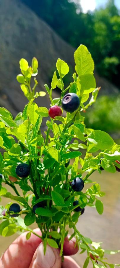הוילה ששורי Під Горою מראה חיצוני תמונה
