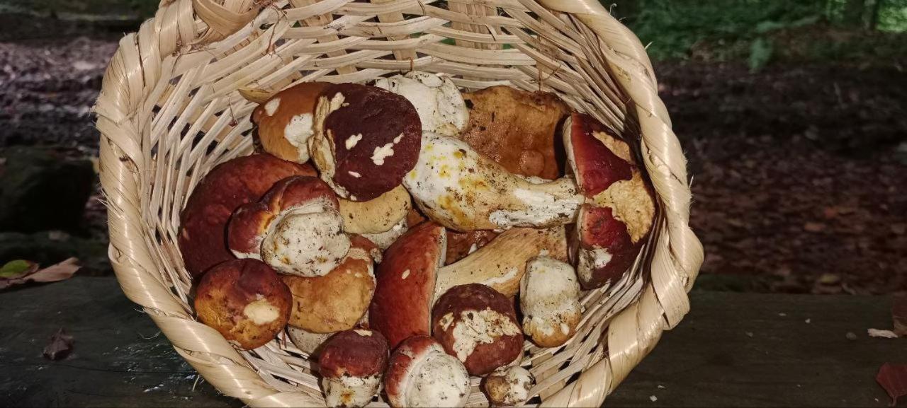 הוילה ששורי Під Горою מראה חיצוני תמונה